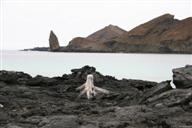 Galapagos (Ecuador)